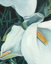 Elegant Calla Lilies