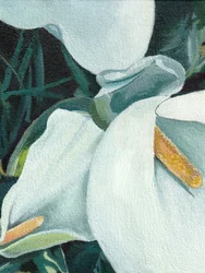 Elegant Calla Lilies