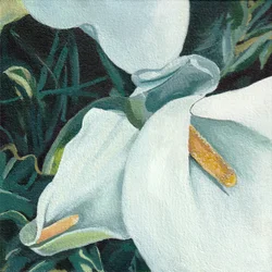 Elegant Calla Lilies