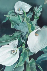Elegant Calla Lilies