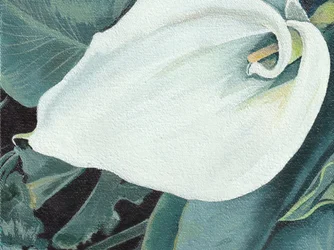 Elegant Calla Lily Bloom