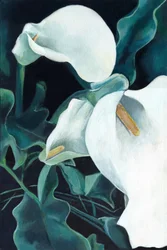 Elegant White Calla Lilies