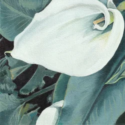 Elegant White Calla Lily