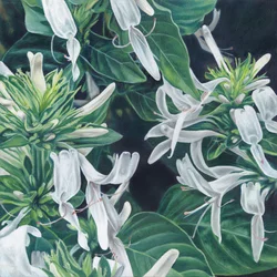 Elegant White Flowers
