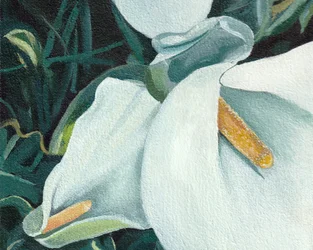 Elegant White Lilies