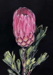 Exotic Pink Protea