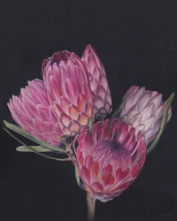 Exotic Pink Proteas
