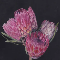 Exotic Pink Proteas