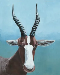 Painted Blesbok Gaze