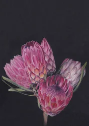 Protea Medley