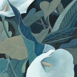 Serene Calla Lilies