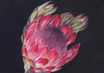 Vibrant King Protea