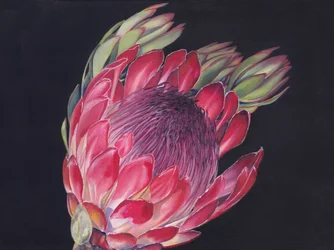 Vibrant King Protea