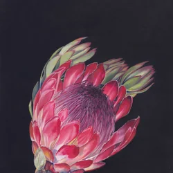 Vibrant Pink Protea