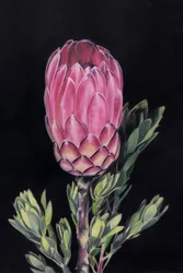 Vibrant Pink Protea