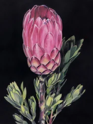 Vibrant Pink Protea