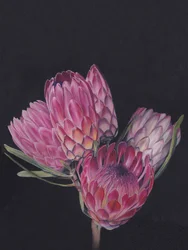 Vibrant Pink Proteas