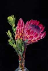 Vibrant Pink Proteas