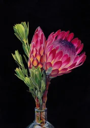 Vibrant Protea Bloom