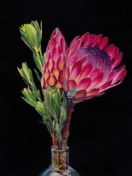 Vibrant Protea Blooms