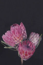 Vibrant Protea Flowers