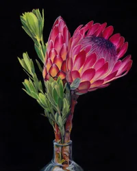 Vibrant Protea Flowers