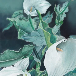 White Calla Lilies