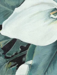White Calla Lily Bloom