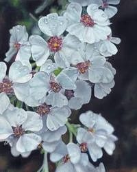 White Flowers Dewdrops