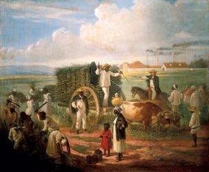 Harvesting Reeds