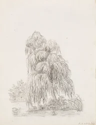 Broad-Leaved Tree