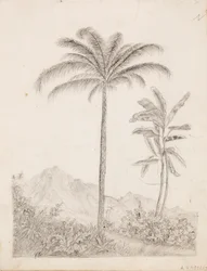 Palm Trees