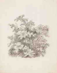 Shrubs