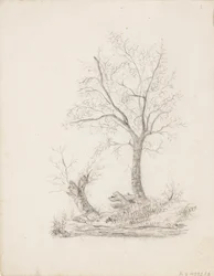 Trees