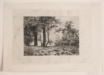 Oak Trees at the Edge of a Forest