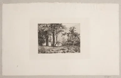 Oak Trees at the Edge of a Forest