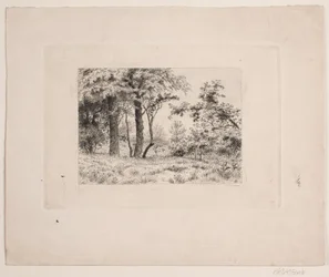 Oak Trees at the Edge of a Forest