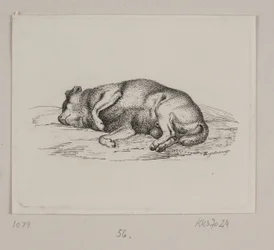 A Lying Dog