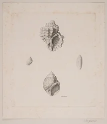 Four Conch Shells