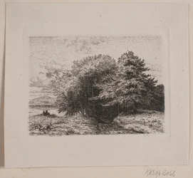 Edge of a Forest