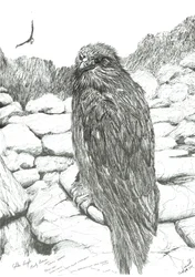 Eagles of the Highlands