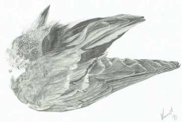 Wing