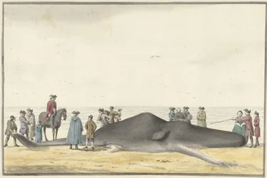 Stranded Sperm Whale on the Beach between Zandvoort and Wijk aan Zee, February 20, 1762, Seen from the Front
