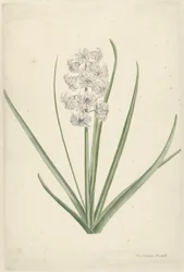 White-Light Blue Hyacinth