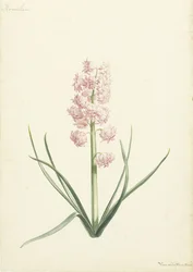 Hyacinth Coral