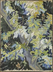 Acacia Flowering