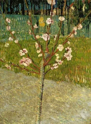 Almond tree in blossom