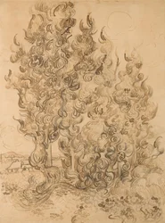 Cypresses