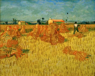 Harvest in Provence