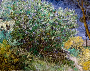 The Lilac Bush